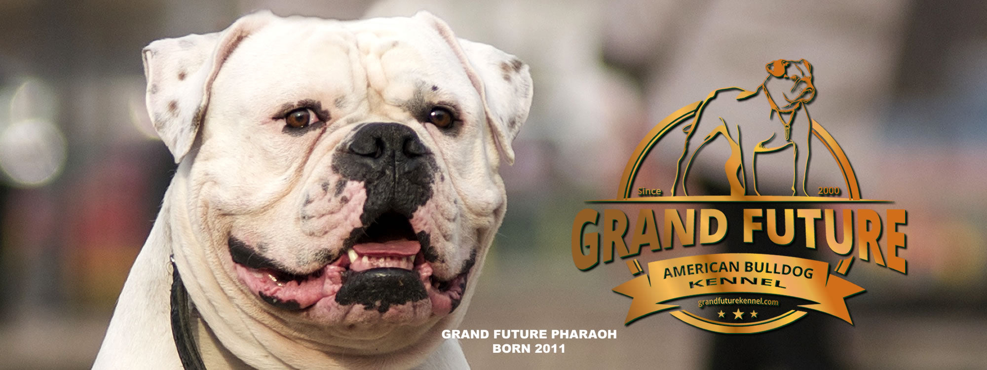 Try proven and nutritious air-dried beef dog food developed by a leading American Bulldog breeder