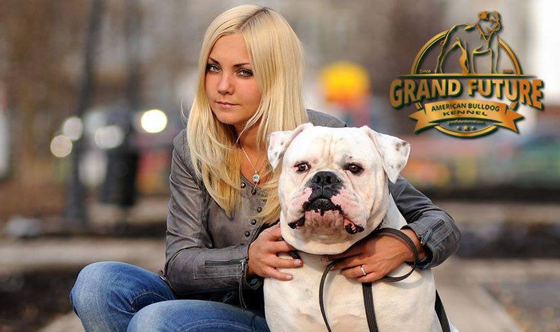 Grand Future Pharaoh - Grand Champion American Bulldog